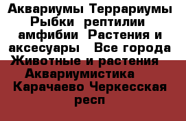 Аквариумы.Террариумы.Рыбки, рептилии, амфибии. Растения и аксесуары - Все города Животные и растения » Аквариумистика   . Карачаево-Черкесская респ.